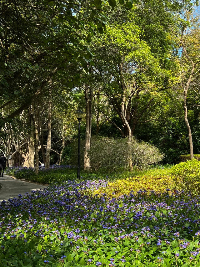 《筆架山公園的紫色奇蹟》