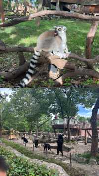 上海野生動物園避坑攻略出遊攻略