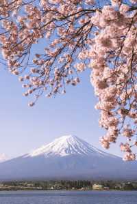 日本賞櫻期更新🌸別再做「櫻花難民」啦