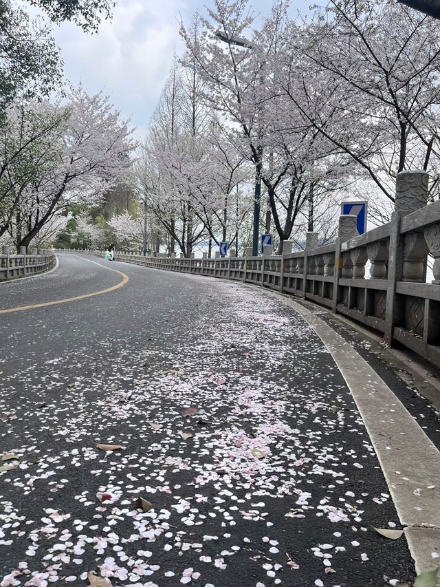 武漢櫻花實況 武漢櫻花實況