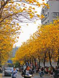 限定黃花風鈴木丨深圳龍華直達好拍