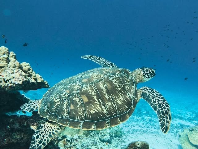 馬爾代夫·丹格迪島 | 探索夢幻水底浮潛區！