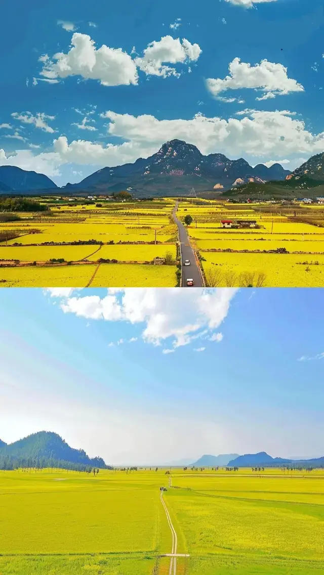 Luoping, Yunnan Rapeseed Flower Viewing Guide | Travel Expert Tips