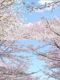 貴州平壩櫻花園的3-4月賞花攻略，賞花不迷路