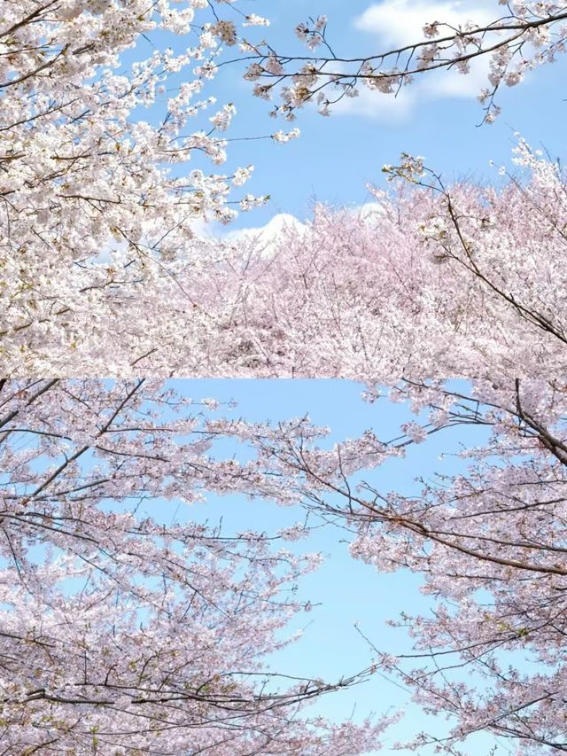 貴州平壩櫻花園的3-4月賞花攻略，賞花不迷路