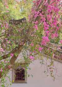 深圳園博園，邂逅絕美花海附拍照攻略