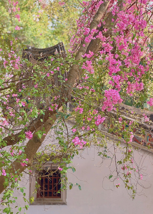 深圳園博園，邂逅絕美花海附拍照攻略