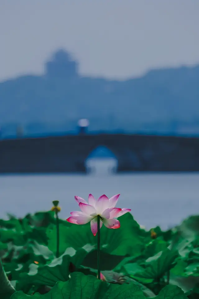 杭州賞荷花，為什麼推薦去斷橋？