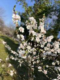 白塘公園：百花齊放