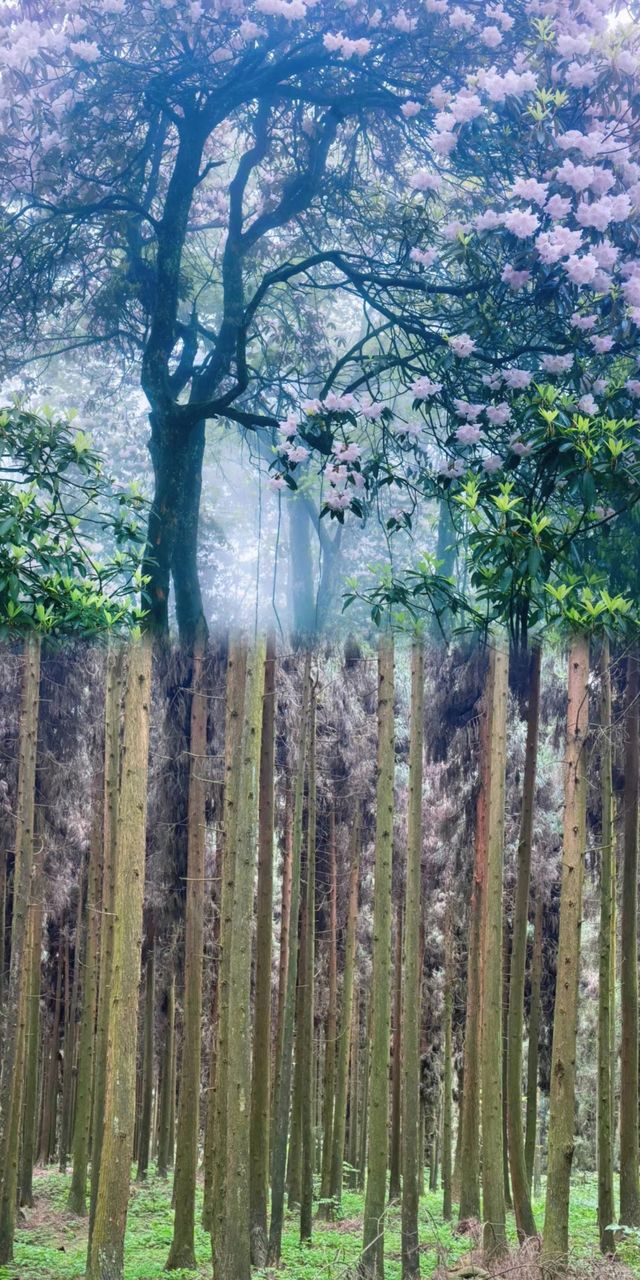 成都周邊4月的杜鵑森林，等你來探！