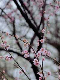 杭州茅家埠週末賞桃花攻略來啦～