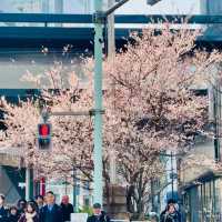 3月行程還沒安排？日本本州櫻花季，錯過等一年！
