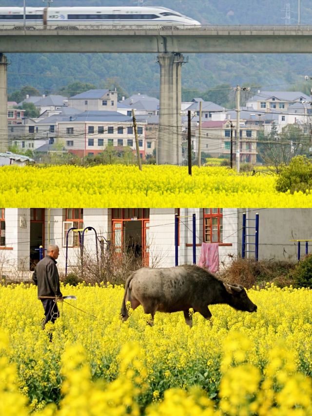 江西上饒賞油菜花‖打卡避坑攻略