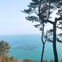 釜山限定浪漫🌸 迎月路海邊櫻花嘉年華