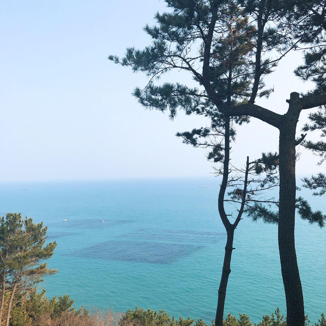 釜山限定浪漫🌸 迎月路海邊櫻花嘉年華