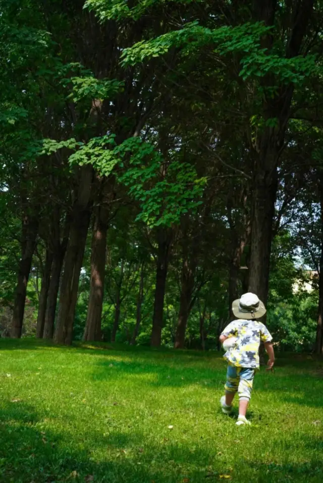 The Forest in Shijiazhuang City! | A Hidden Wonderland Within the Second Ring Road!