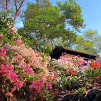 🌿【深圳甘坑古鎮遊玩全攻略】🏮