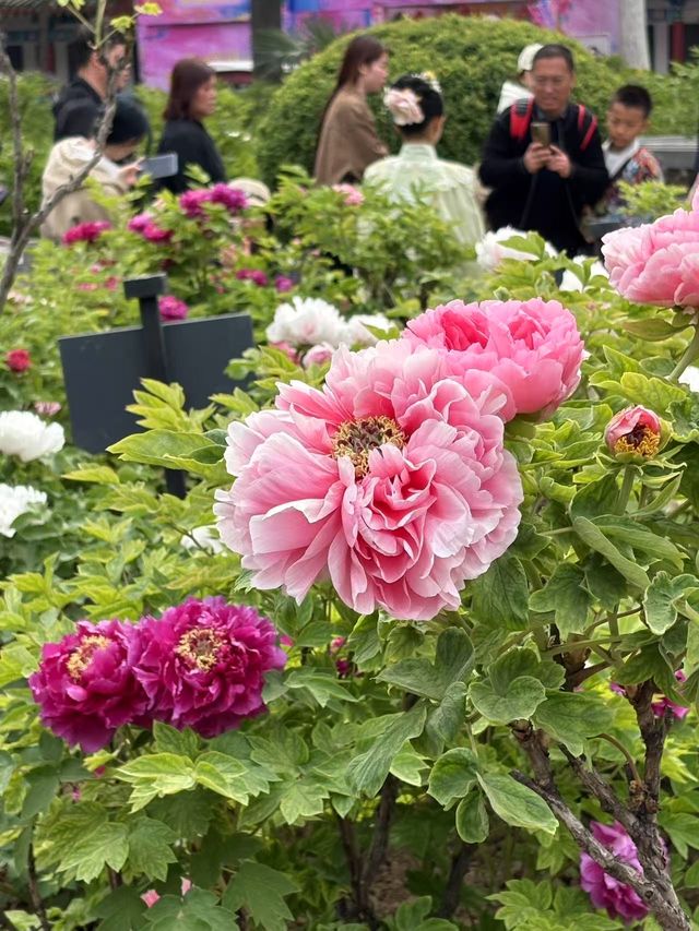 洛陽賞花攻略｜解鎖牡丹花海嘅隱藏玩法