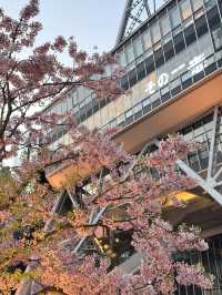 標題：名古屋嘅櫻花，浪漫到心坎里💕
