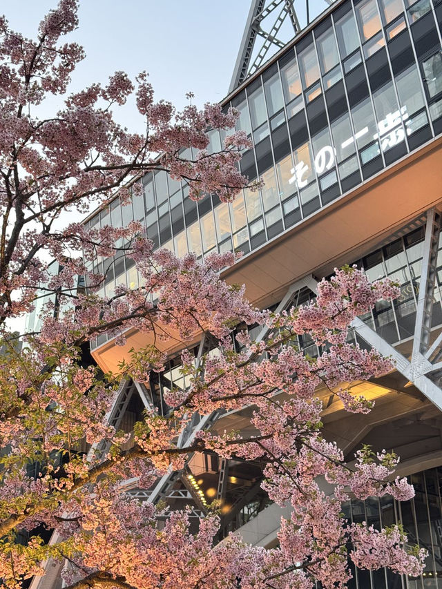 標題：名古屋嘅櫻花，浪漫到心坎里💕