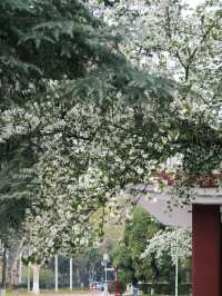 川大望江：學府櫻韻，春日詩章