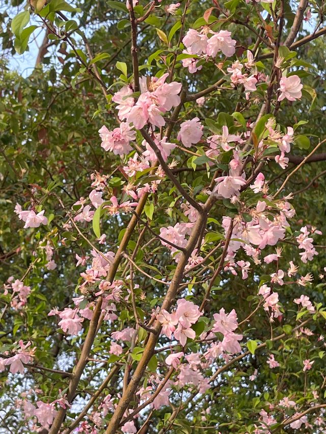 蘇州獨墅湖一日遊攻略 | 櫻花與日落交織的春日浪漫