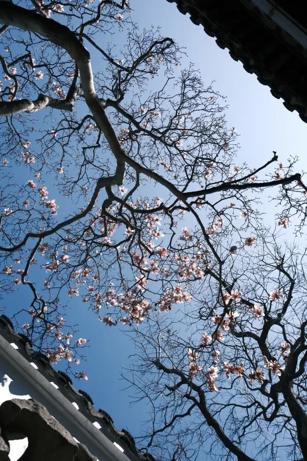 Discover the Beauty of Suzhou Gardens