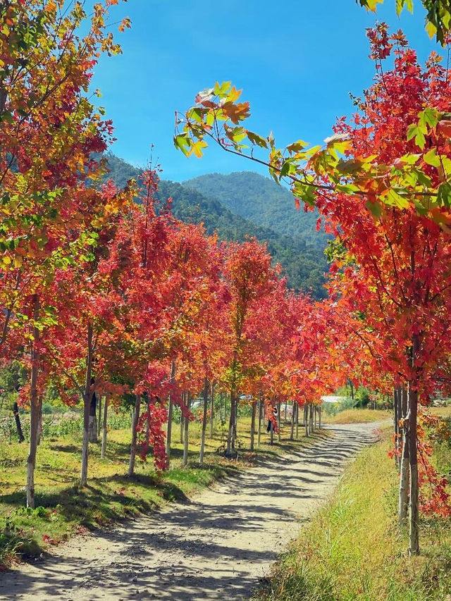 🌬️廣州週邊竟藏著春日限定紅楓！美到心尖