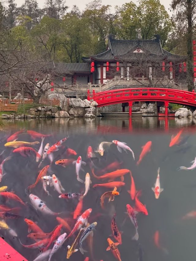 櫻花開了