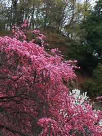 久米島町五枝之松公園賞櫻攻略：粉色花海✨