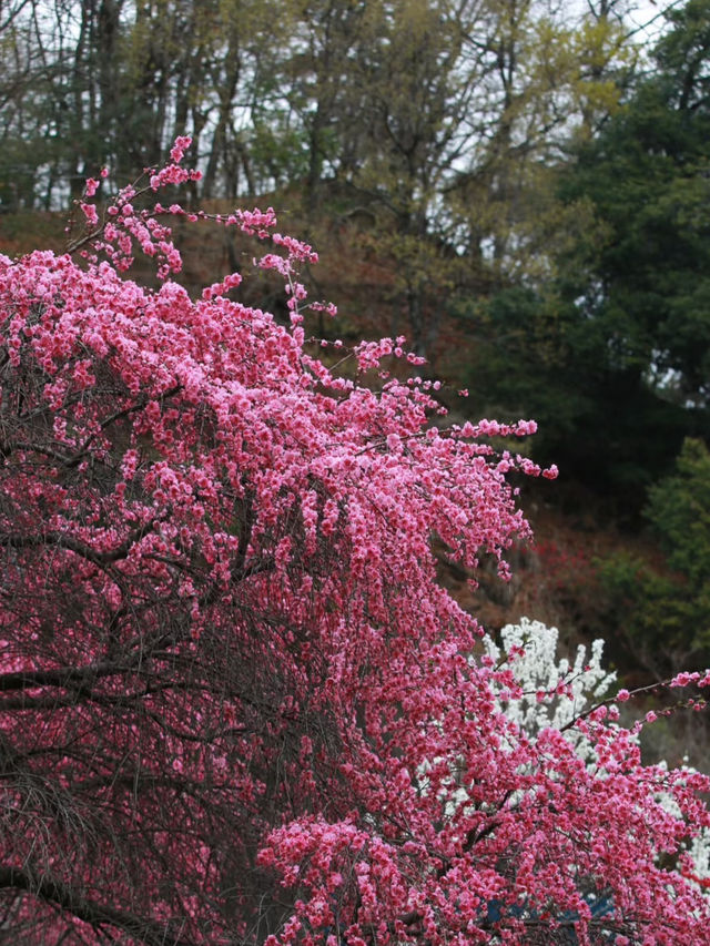 久米島町五枝之松公園賞櫻攻略：粉色花海✨