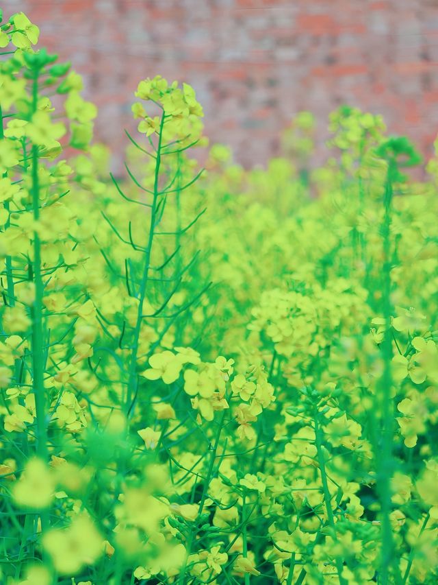 曲靖春日限定 | 寥廓公園賞油菜花攻略