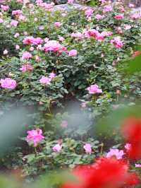 欽州月季花
