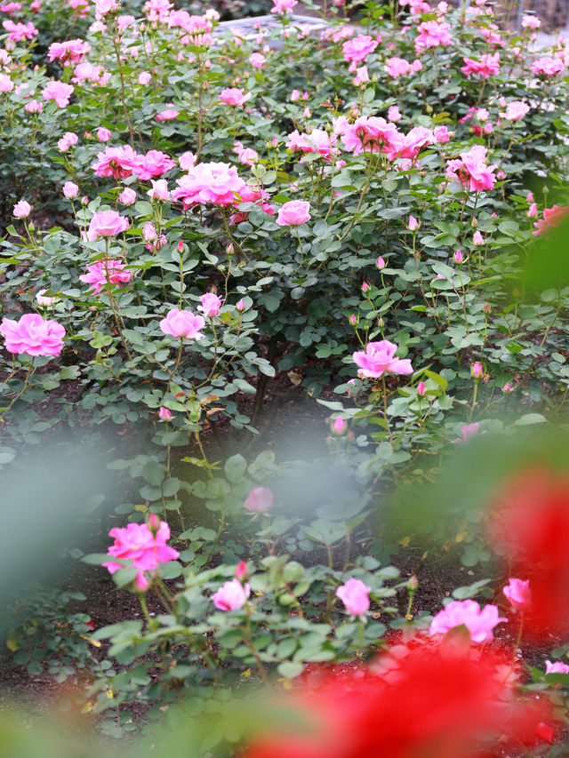 欽州月季花