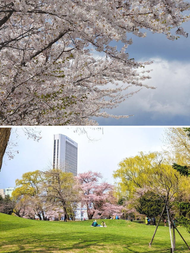 札幌賞櫻花～五月也不晚，剛好可以安排在五一出行！
