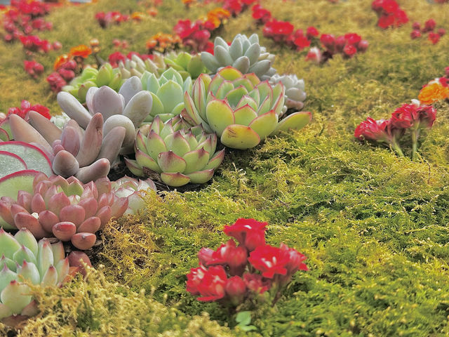 🌷香港花卉展 | 误入現實版莫奈花園