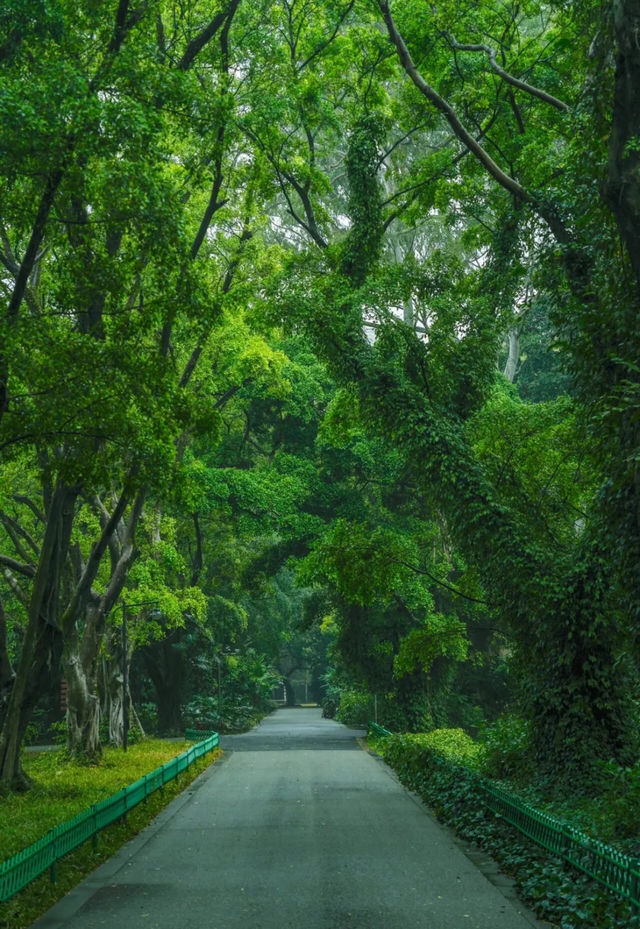 雨天的華南植物園就是送給i人的禮物