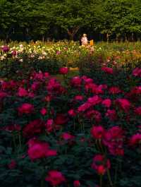 鄭州月季公園詳細旅遊攻略
