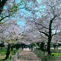名古屋私藏櫻花地圖｜鶴舞公園的春日心動密碼