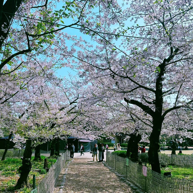 名古屋私藏櫻花地圖｜鶴舞公園的春日心動密碼