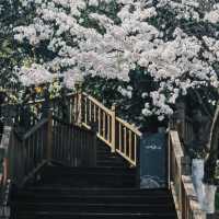 貴陽馬廠營山體公園｜你不知道的秘密賞櫻地🌸