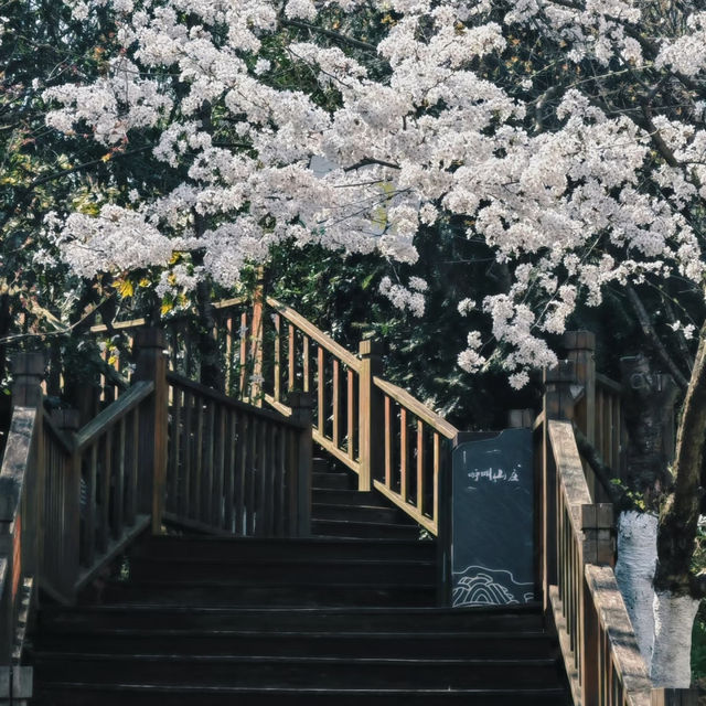 貴陽馬廠營山體公園｜你不知道的秘密賞櫻地🌸