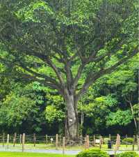 一齊去公園行下·深圳仙湖植物園！