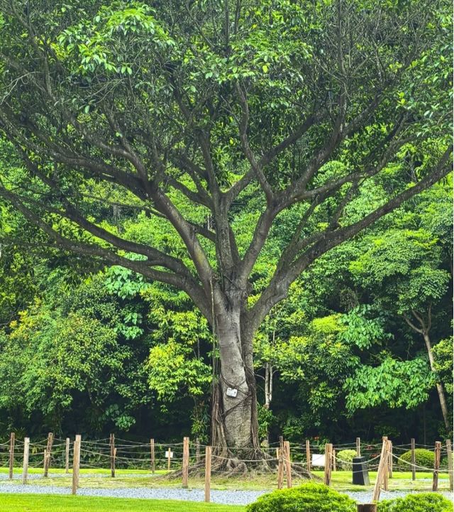 一齊去公園行下·深圳仙湖植物園！