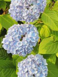 舊中川水邊公園 | 繡球花之約