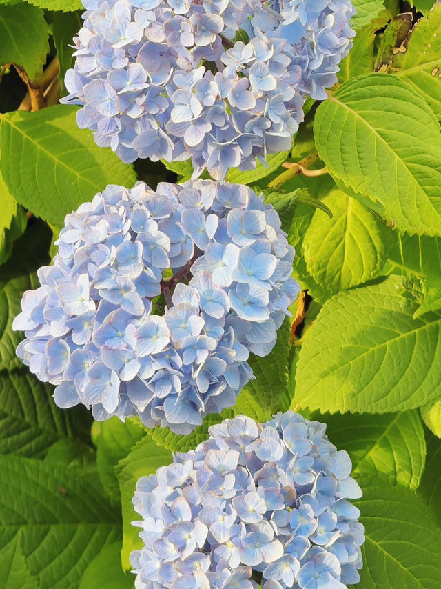 舊中川水邊公園 | 繡球花之約