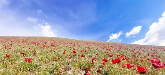 穿越6000公里！只為帶媽媽追新疆天山紅花