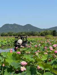 唔好再去西湖同人逼人！湘湖花海賞荷超絕攻略