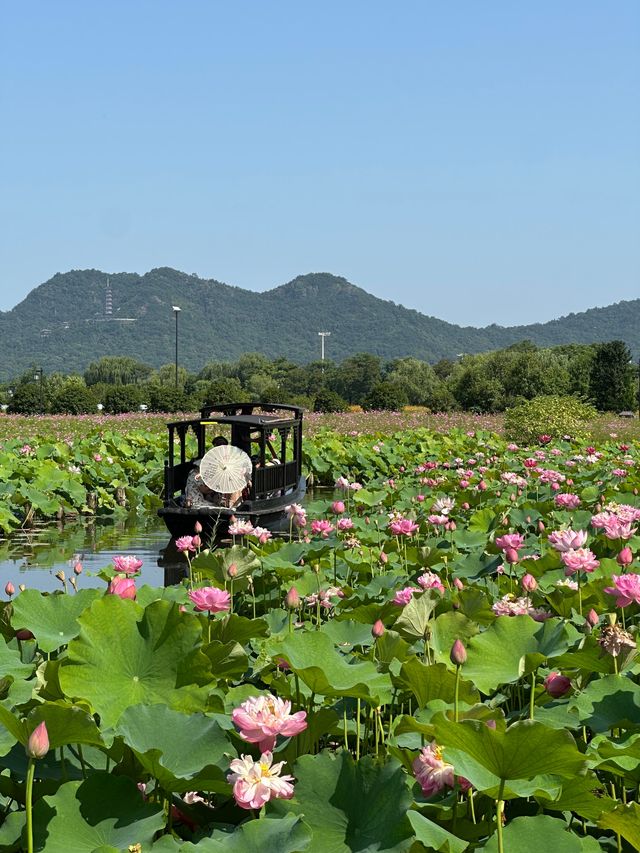 唔好再去西湖同人逼人！湘湖花海賞荷超絕攻略