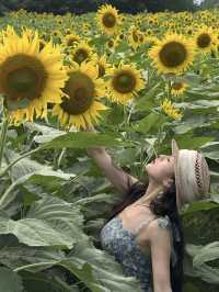 6.21直擊！美到窒息！免費夏日頂流向日葵花海盛開中🌻鮮熱出爐零濾鏡零修圖花況大公開！